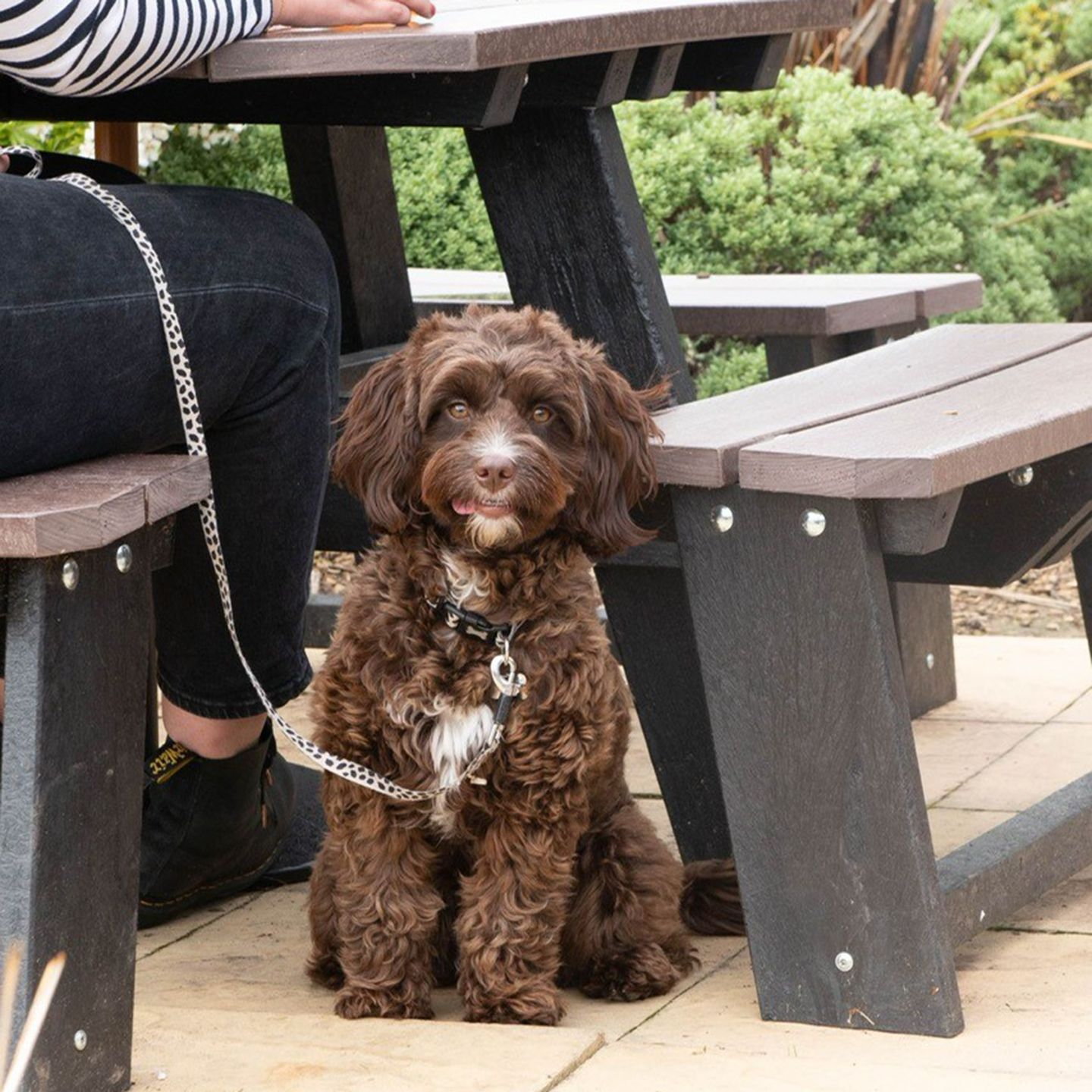 Your local dog friendly pub in Calow